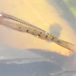 Werner's Killifish, photo 6