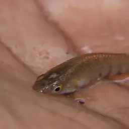 Werner's Killifish, photo 7