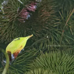 Werner's Killifish, photo 8