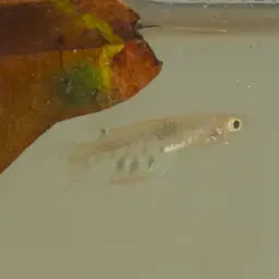 Werner's Killifish, photo 9