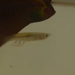 Werner's Killifish, photo 10