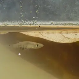 Werner's Killifish, photo 11