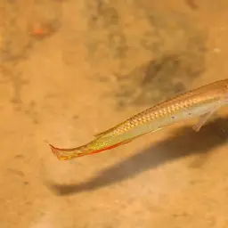 Werner's Killifish, photo 12