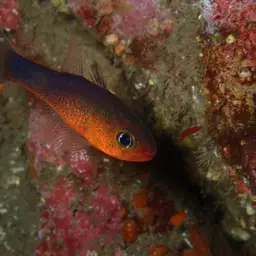 Plain Cardinalfish