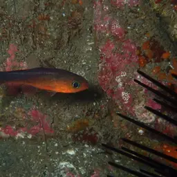 Plain Cardinalfish, photo 2