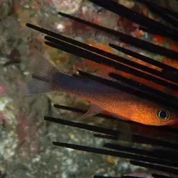 Plain Cardinalfish, photo 3
