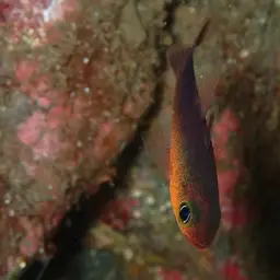 Plain Cardinalfish, photo 4