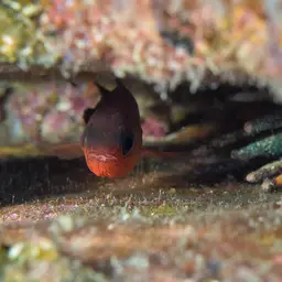 Plain Cardinalfish, photo 5
