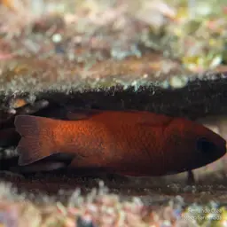 Plain Cardinalfish, photo 6