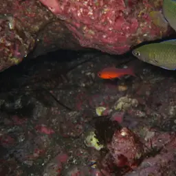 Plain Cardinalfish, photo 7