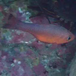 Plain Cardinalfish, photo 8