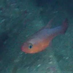 Plain Cardinalfish, photo 9