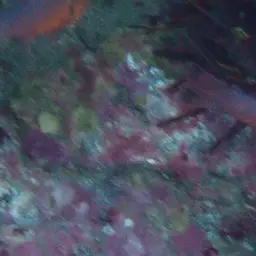 Plain Cardinalfish, photo 10