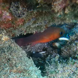 Plain Cardinalfish, photo 12