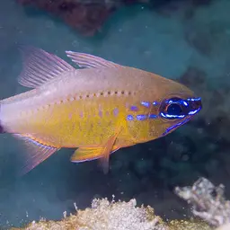Golden Cardinalfish