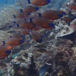 Golden Cardinalfish, photo 3