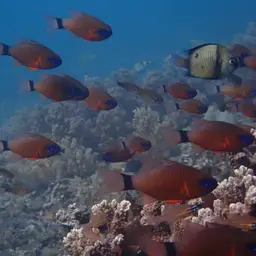 Golden Cardinalfish, photo 4