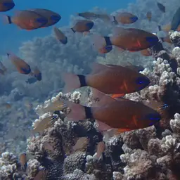 Golden Cardinalfish, photo 5