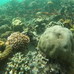Golden Cardinalfish, photo 6