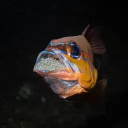Golden Cardinalfish, photo 7