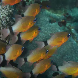 Golden Cardinalfish, photo 8