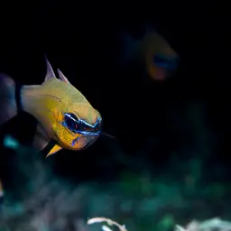 Golden Cardinalfish, photo 10