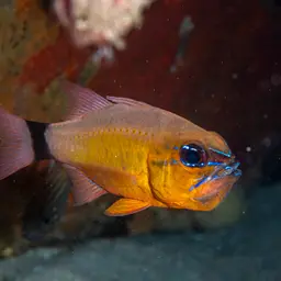 Golden Cardinalfish, photo 11