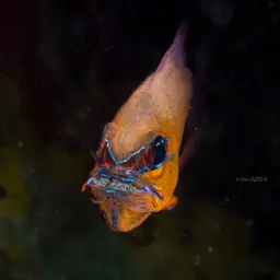 Golden Cardinalfish, photo 12