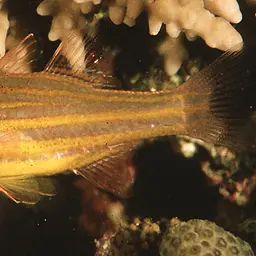 Yellowstriped Cardinalfish