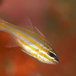 Yellowstriped Cardinalfish, photo 2
