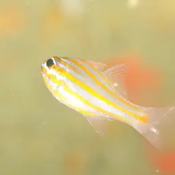 Yellowstriped Cardinalfish, photo 3