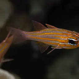 Yellowstriped Cardinalfish, photo 4