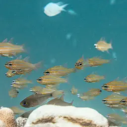Yellowstriped Cardinalfish, photo 5