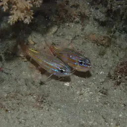 Yellowstriped Cardinalfish, photo 6