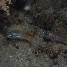 Yellowstriped Cardinalfish, photo 7