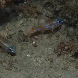 Yellowstriped Cardinalfish, photo 8