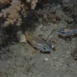 Yellowstriped Cardinalfish, photo 9