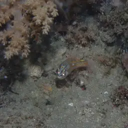 Yellowstriped Cardinalfish, photo 10