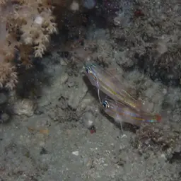 Yellowstriped Cardinalfish, photo 11