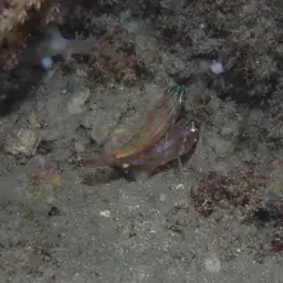Yellowstriped Cardinalfish, photo 12