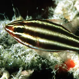 Blackstripe Cardinalfish