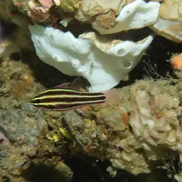 Blackstripe Cardinalfish, photo 2