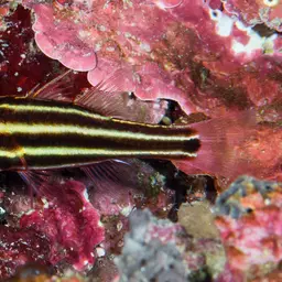 Blackstripe Cardinalfish, photo 3