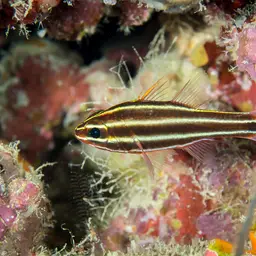 Blackstripe Cardinalfish, photo 4