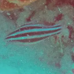 Blackstripe Cardinalfish, photo 5