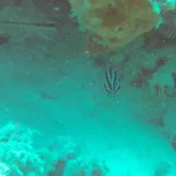 Blackstripe Cardinalfish, photo 6
