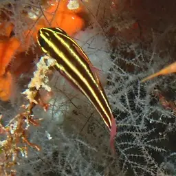 Blackstripe Cardinalfish, photo 7