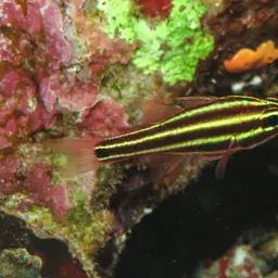 Blackstripe Cardinalfish, photo 8
