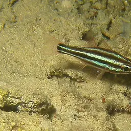Blackstripe Cardinalfish, photo 9