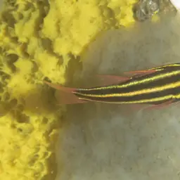 Blackstripe Cardinalfish, photo 10